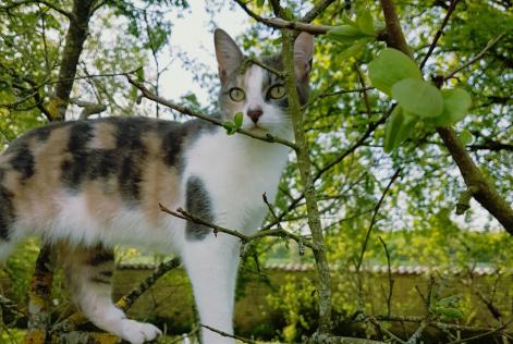 Vermisstmeldung Katze Weiblich , 8 jahre Neuvicq-le-Château Frankreich