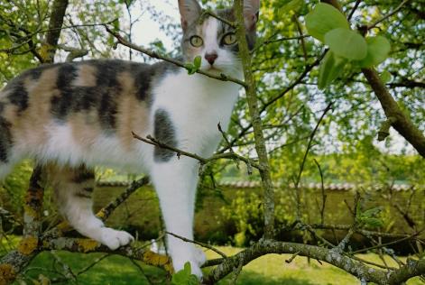 Vermisstmeldung Katze Weiblich , 8 jahre Neuvicq-le-Château Frankreich