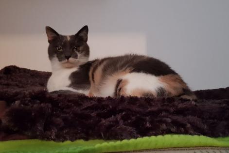 Vermisstmeldung Katze Weiblich , 8 jahre Saulxures-lès-Nancy Frankreich