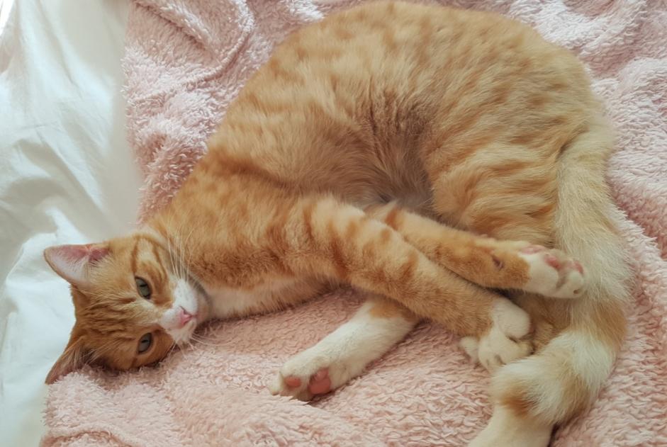 Vermisstmeldung Katze  Männliche , 7 jahre Cers Frankreich