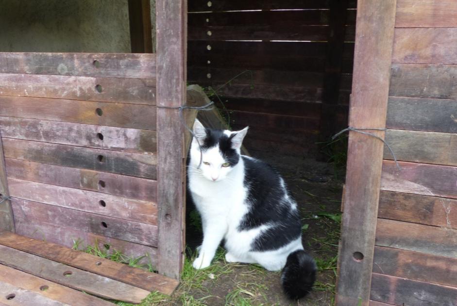 Vermisstmeldung Katze  Weiblich , 6 jahre Blaignan Frankreich