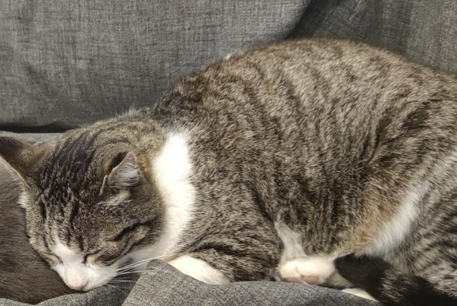 Vermisstmeldung Katze Männliche , 15 jahre La Bouilladisse Frankreich