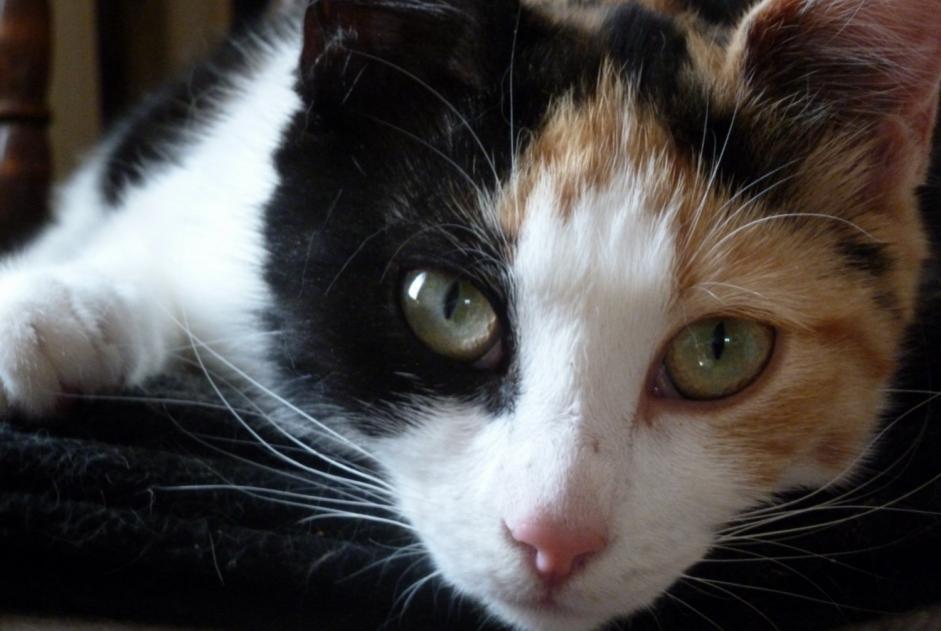 Vermisstmeldung Katze Weiblich , 9 jahre Compiègne Frankreich