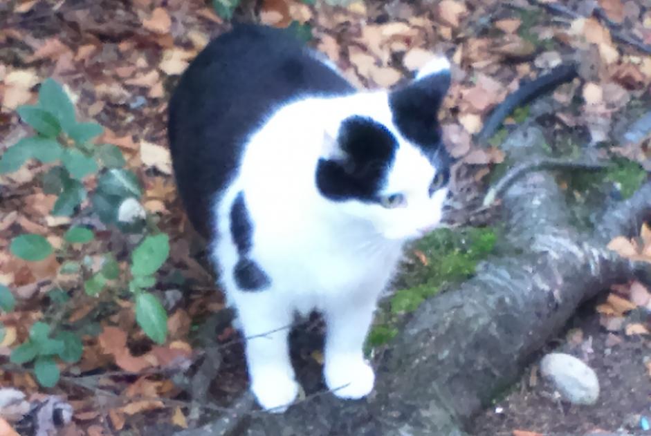 Vermisstmeldung Katze  Weiblich , 11 jahre Montaut-les-Créneaux Frankreich