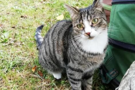 Vermisstmeldung Katze  Weiblich , 4 jahre Niergnies Frankreich