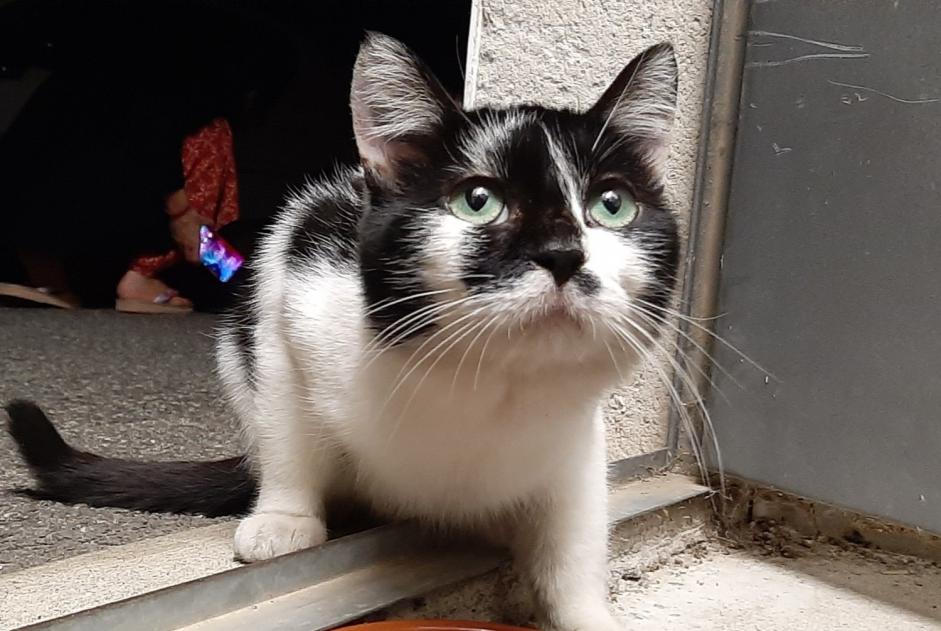 Vermisstmeldung Katze rassenmischung  Männliche , 2 jahre Toulouse Frankreich