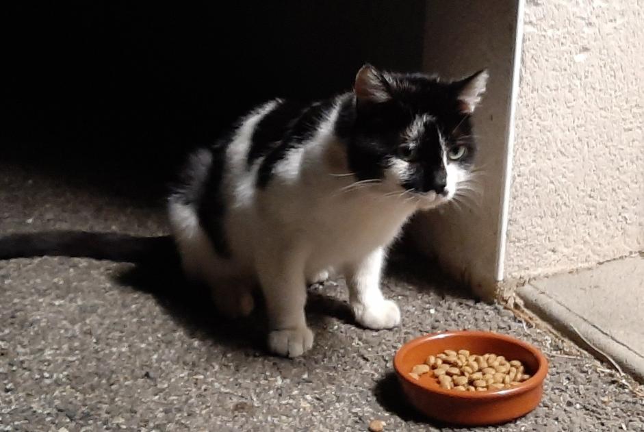 Vermisstmeldung Katze rassenmischung  Männliche , 2 jahre Toulouse Frankreich