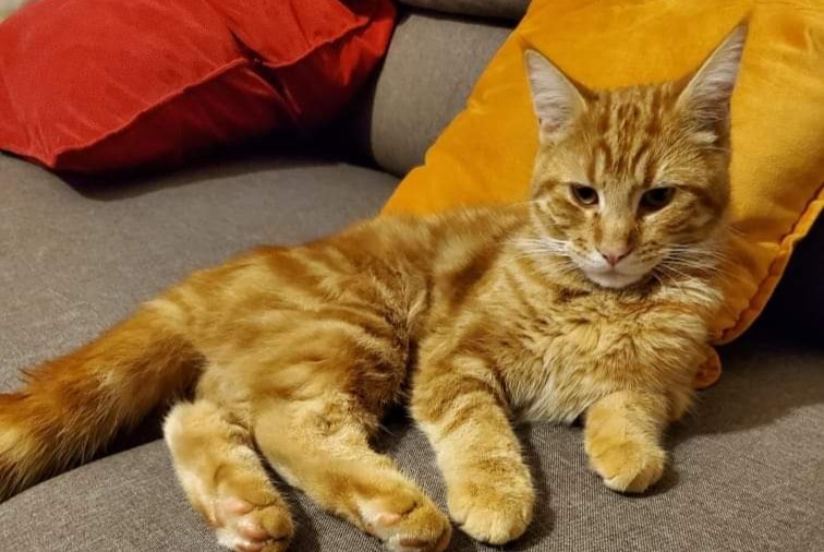 Vermisstmeldung Katze Männliche , 1 jahre Troyes Frankreich