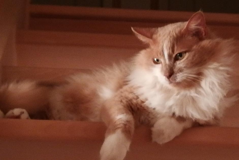 Vermisstmeldung Katze rassenmischung  Männliche , 12 jahre Plescop Frankreich