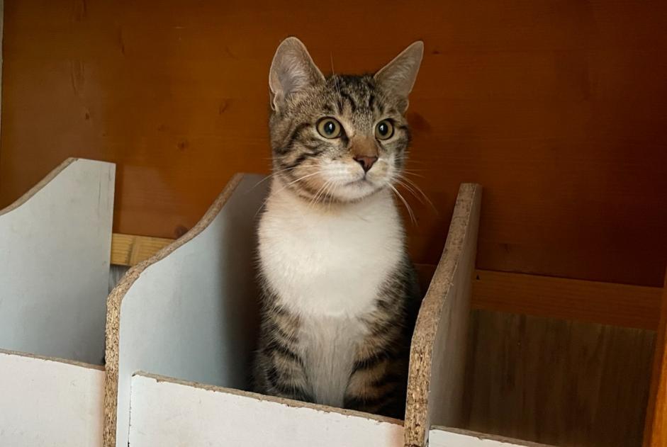 Vermisstmeldung Katze rassenmischung  Männliche , 1 jahre Saint-Sylvestre Frankreich