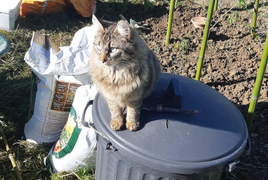 Vermisstmeldung Katze rassenmischung  Männliche , 2 jahre Theys Frankreich