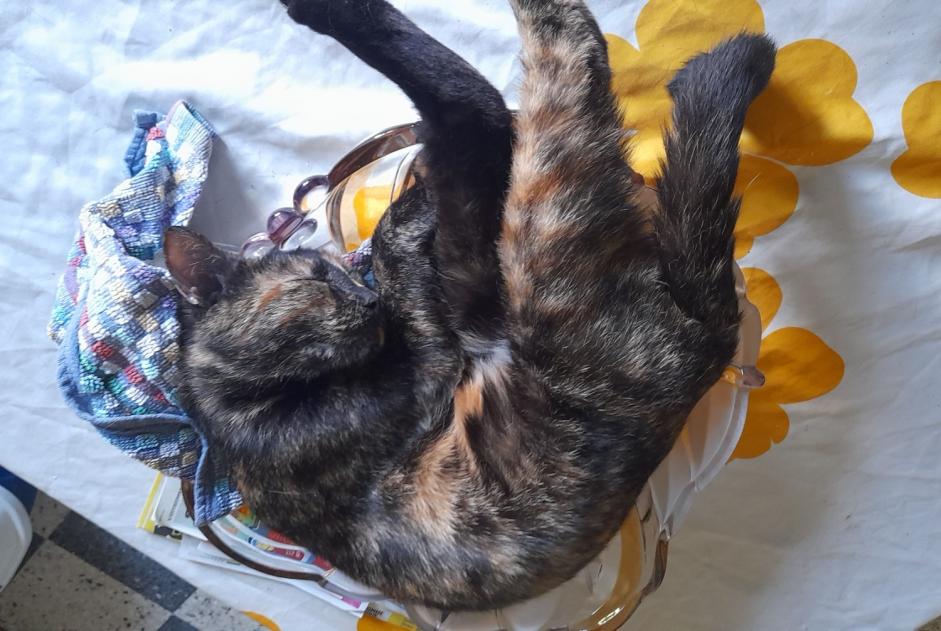 Vermisstmeldung Katze Weiblich , 3 jahre Villefranche-sur-Saône Frankreich