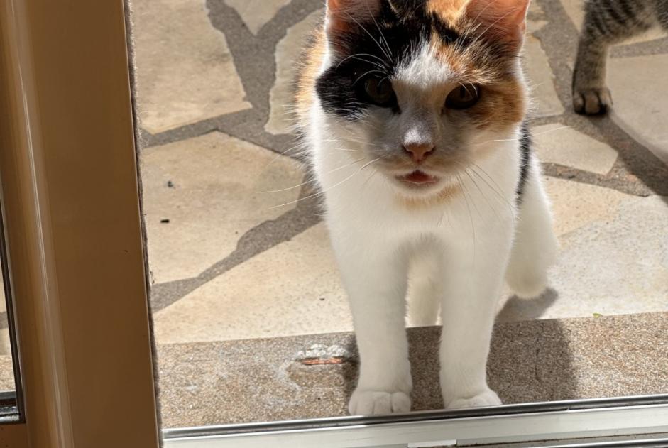 Fundmeldung Katze rassenmischung  Weiblich La Crèche Frankreich