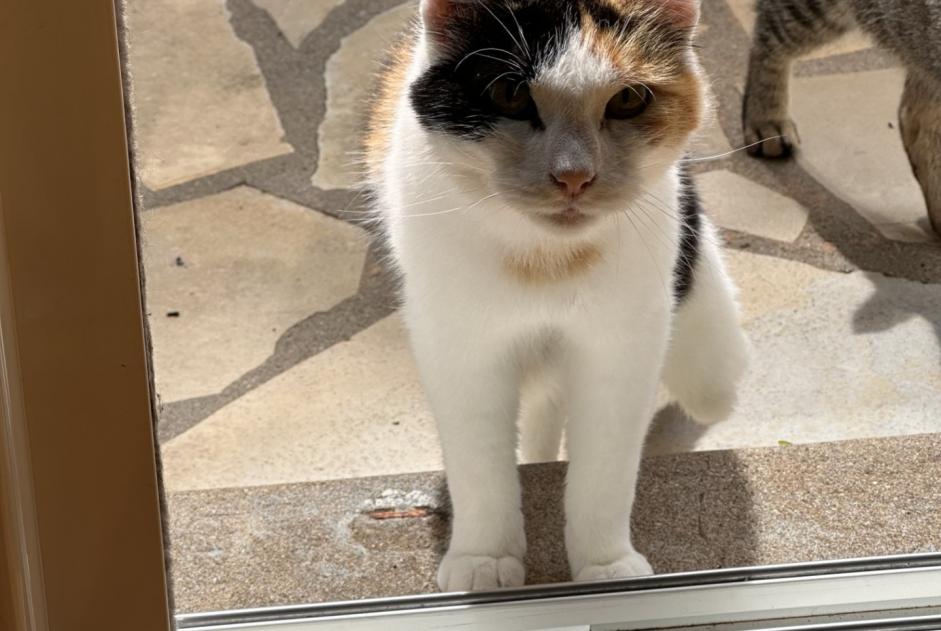 Fundmeldung Katze rassenmischung  Weiblich La Crèche Frankreich