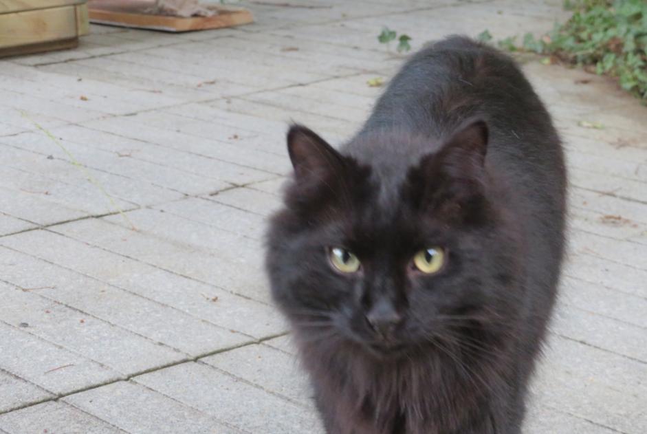 Vermisstmeldung Katze Männliche , 3 jahre Ygos-Saint-Saturnin Frankreich