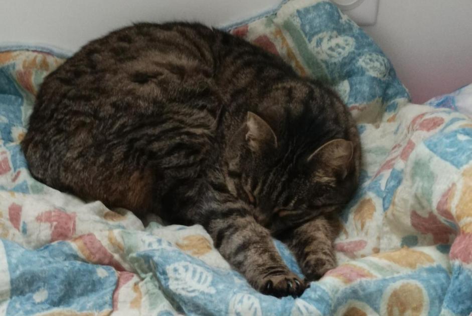 Vermisstmeldung Katze Weiblich , 7 jahre Huisseau-sur-Cosson Frankreich