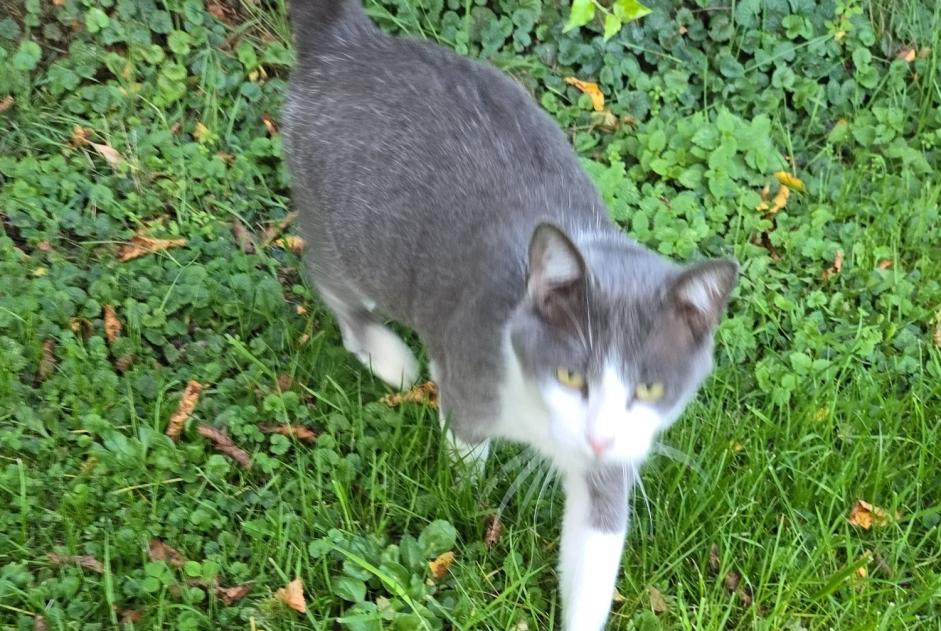 Fundmeldung Katze rassenmischung  Unbekannt Cerisiers Frankreich