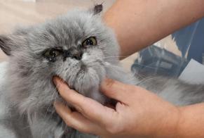 Fundmeldung Katze  Unbekannt Eysines Frankreich