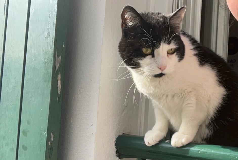 Vermisstmeldung Katze  Weiblich , 10 jahre Pau Frankreich