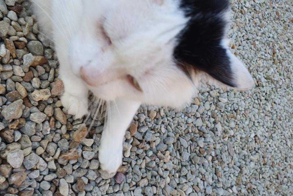 Fundmeldung Katze rassenmischung  Unbekannt Brie Frankreich