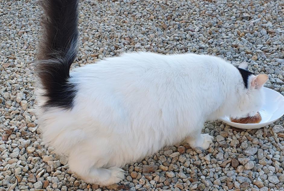 Fundmeldung Katze rassenmischung  Unbekannt Brie Frankreich