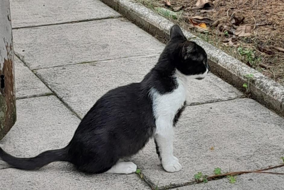 Vermisstmeldung Katze Weiblich , 2 jahre Vertou Frankreich