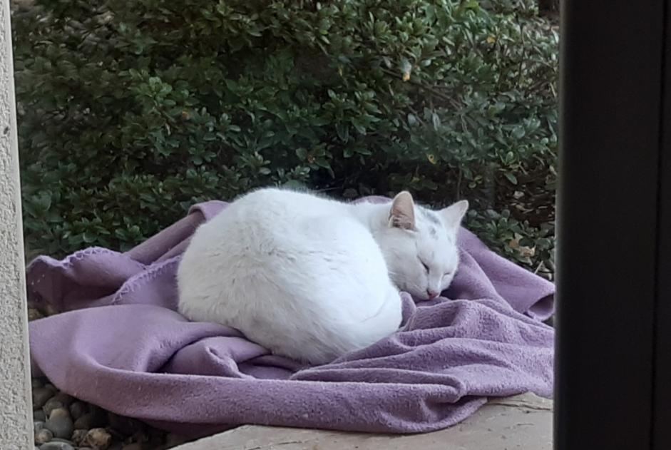 Fundmeldung Katze Männliche Chantonnay Frankreich