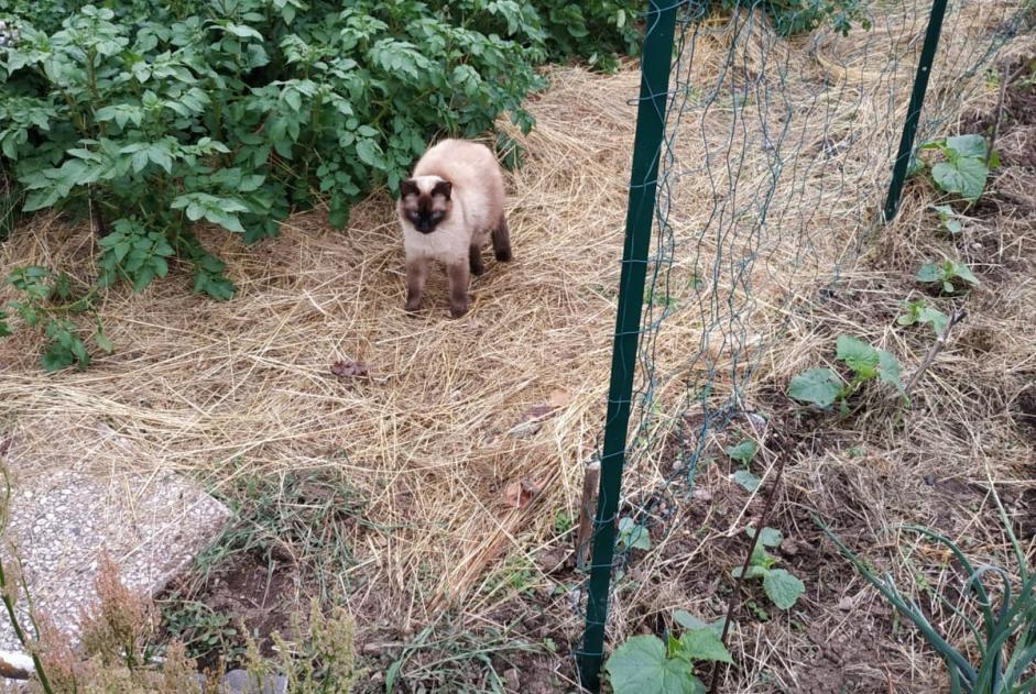 Vermisstmeldung Katze rassenmischung  Männliche , 6 jahre Rochesson Frankreich