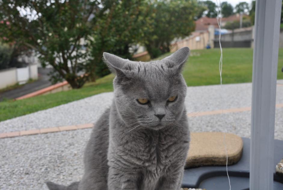 Vermisstmeldung Katze  Weiblich , 10 jahre Andoins Frankreich