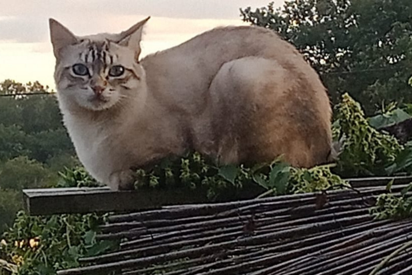 Vermisstmeldung Katze rassenmischung  Männliche , 1 jahre Grazac Frankreich