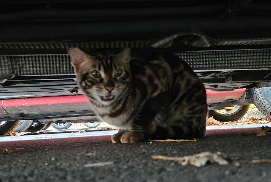 Fundmeldung Katze Unbekannt Orléans Frankreich