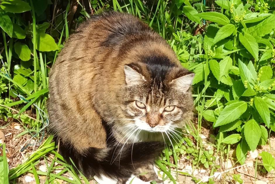 Fundmeldung Katze Unbekannt Marseille Frankreich