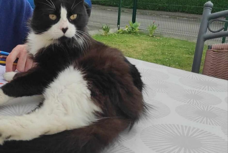 Vermisstmeldung Katze Männliche , 2 jahre Chauvigné Frankreich