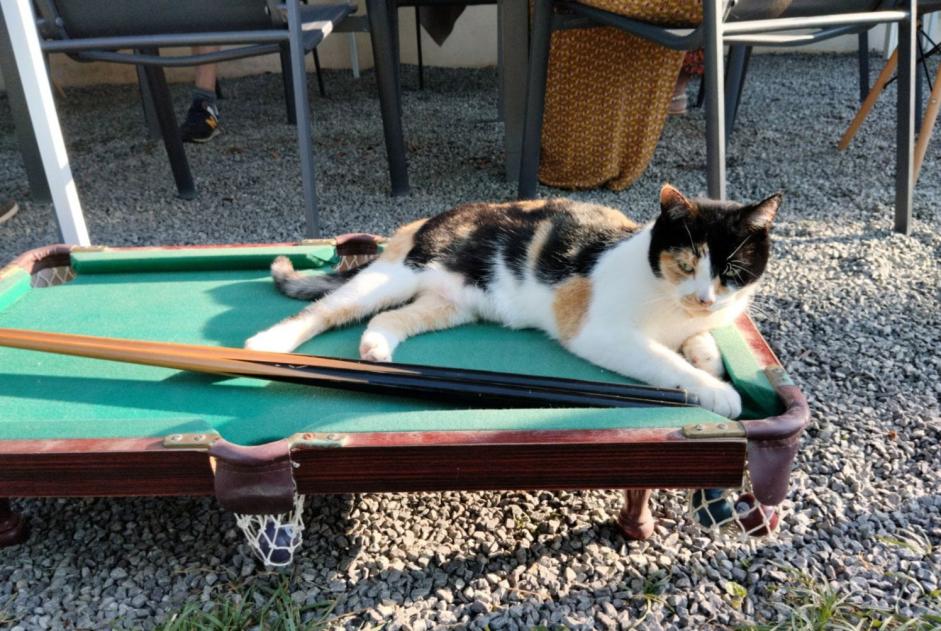 Vermisstmeldung Katze rassenmischung  Weiblich , 4 jahre Nevers Frankreich