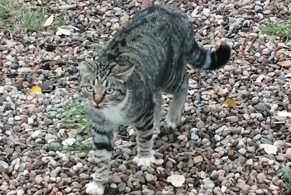 Fundmeldung Katze rassenmischung  Unbekannt Octon Frankreich