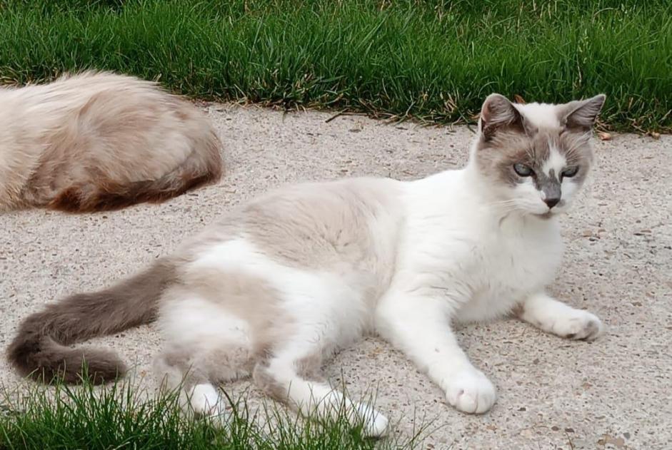 Vermisstmeldung Katze rassenmischung  Männliche , 11 jahre La Ferté-Saint-Aubin Frankreich