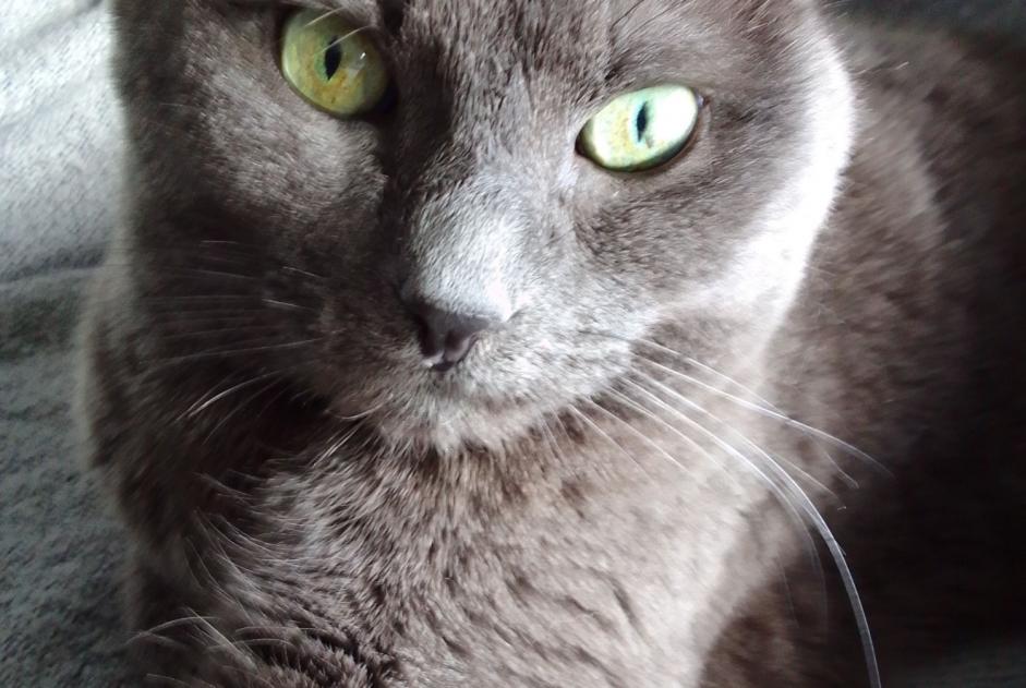 Vermisstmeldung Katze  Männliche , 12 jahre Sassenage Frankreich