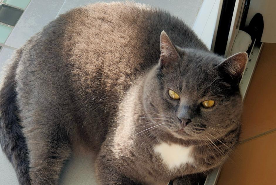 Vermisstmeldung Katze rassenmischung  Männliche , 7 jahre Chevilly Frankreich