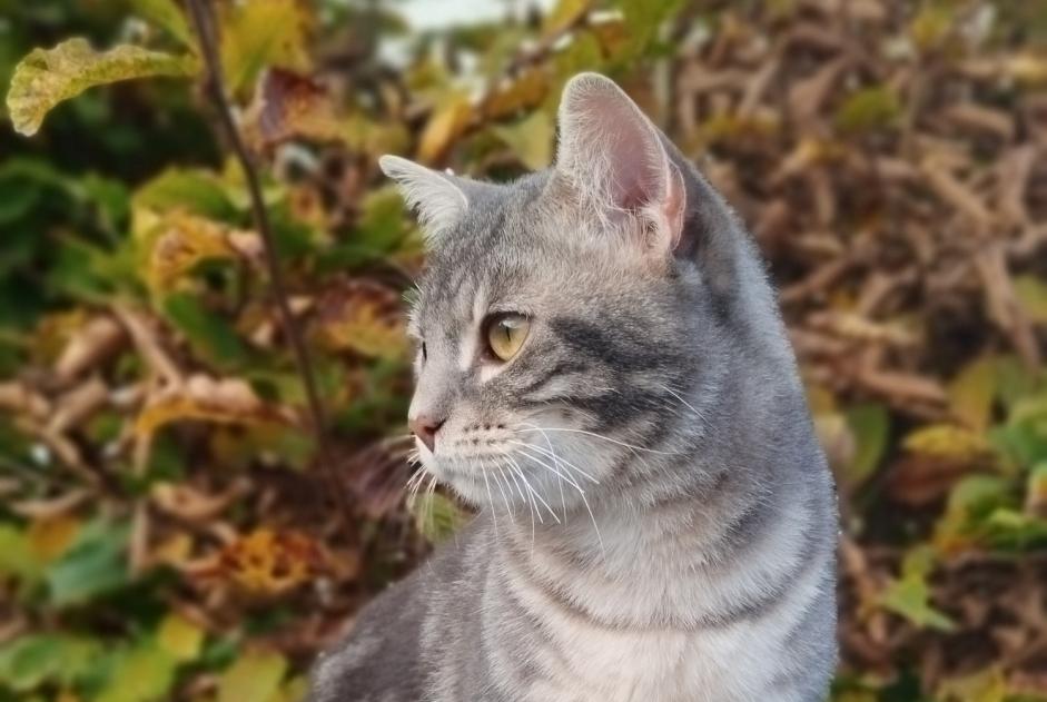 Vermisstmeldung Katze rassenmischung  Männliche , 0 jahre Cesson Frankreich