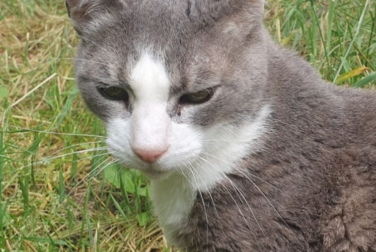 Vermisstmeldung Katze Weiblich , 15 jahre Gradignan Frankreich