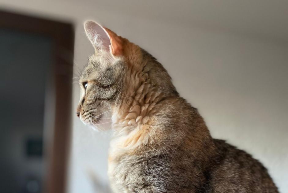 Vermisstmeldung Katze rassenmischung  Weiblich , 6 jahre La Ciotat Frankreich