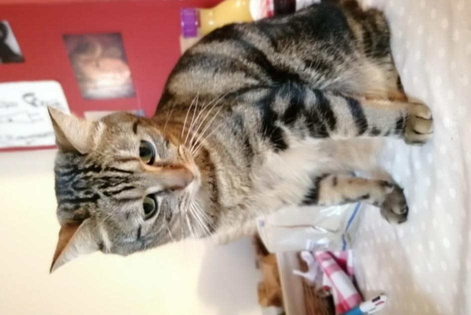 Vermisstmeldung Katze rassenmischung  Männliche , 6 jahre Rennes Frankreich