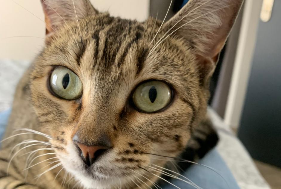 Vermisstmeldung Katze rassenmischung  Weiblich , 3 jahre Monthieux Frankreich