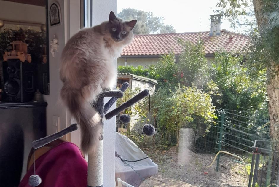 Vermisstmeldung Katze rassenmischung  Weiblich , 4 jahre Messanges Frankreich