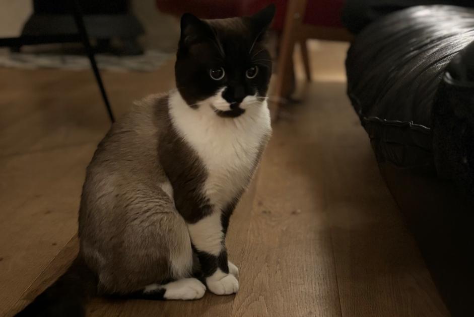 Vermisstmeldung Katze rassenmischung  Männliche , 1 jahre La Roche-sur-Yon Frankreich