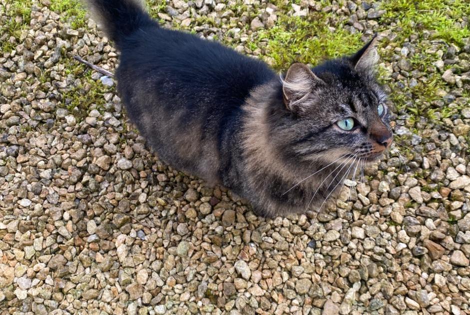 Fundmeldung Katze rassenmischung  Männliche Meursac Frankreich