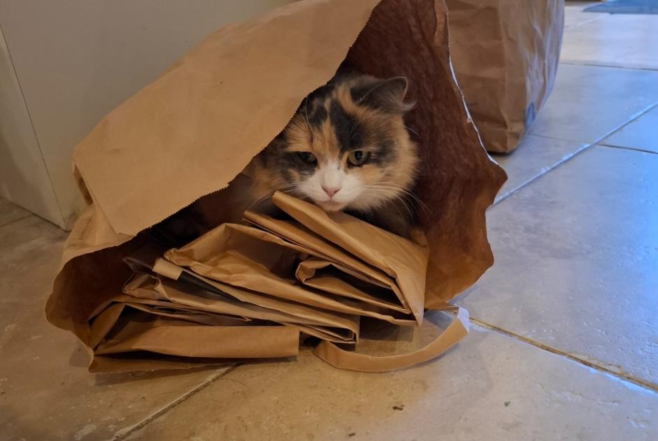 Vermisstmeldung Katze rassenmischung  Weiblich , 4 jahre Le Bourdet Frankreich