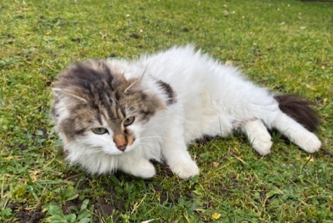 Fundmeldung Katze  Weiblich Caluire-et-Cuire Frankreich