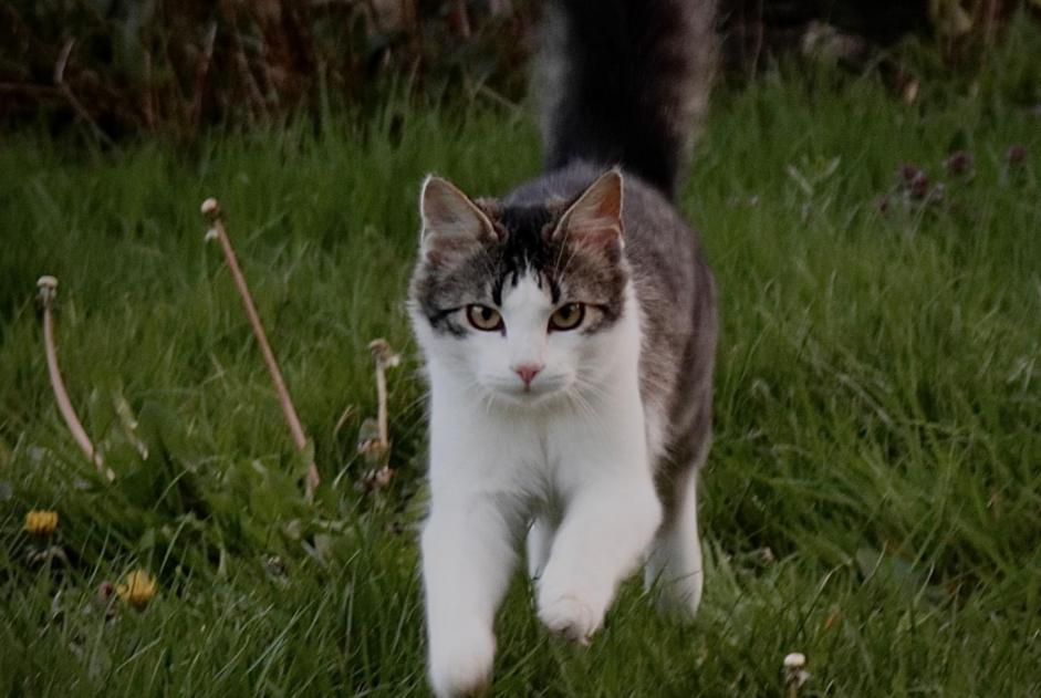 Vermisstmeldung Katze rassenmischung  Männliche , 3 jahre Ploubazlanec Frankreich