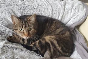 Vermisstmeldung Katze Männliche , 8 jahre Toulouse Frankreich